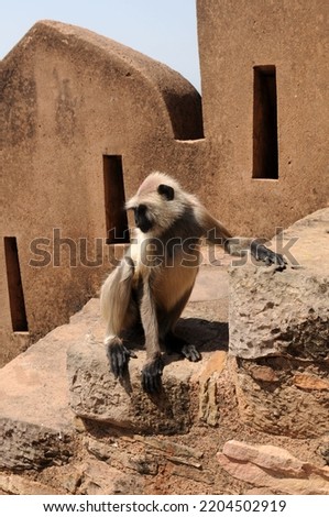 A monkey found in Kalinjar Fortress. Madhya Pradesh, India