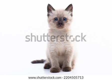 Close up portrait of funny curious Siamese cat looking at the camera attentive isolated on a white background with copy space. Picture for pet shop. High quality photo