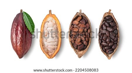Top view of fresh cocoa fruit, fresh and dried cocoa beans  isolated on white background. Clipping path. Royalty-Free Stock Photo #2204508083