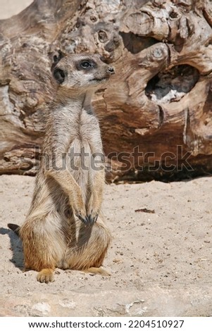 suricate or meerkat, Suricata suricatta; Herpestidae Royalty-Free Stock Photo #2204510927