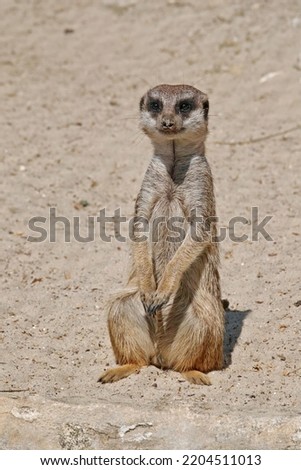 specimen of meerkat or suricate, Suricata suricatta; Herpestidae Royalty-Free Stock Photo #2204511013