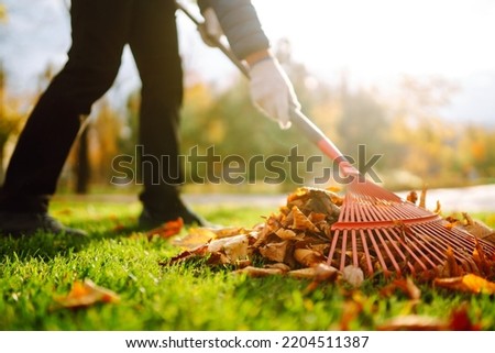 Autumn clean in garden back yard. Rake and pile of fallen leaves on lawn in autumn park. Volunteering, cleaning, and ecology concept. Seasonal gardening. Royalty-Free Stock Photo #2204511387