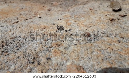 a group of black ants on the ground during the day