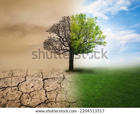 Concept of climate changing. Half dead and alive tree outdoors Royalty-Free Stock Photo #2204513317