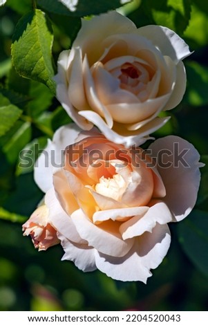 Delicate fragrant beautiful cream roses flowers bloom on a bush among emerald leaves in the garden in the summer.	