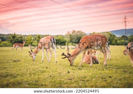 Herd of red deer stags with velvet covered antlers in spring