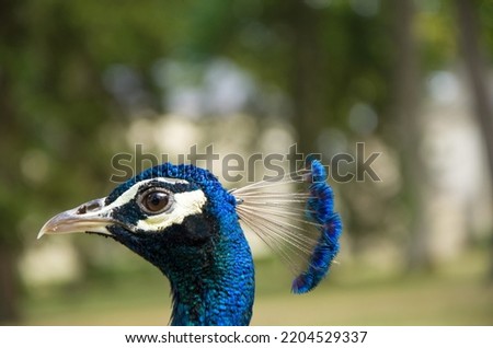 Peacock bird with beautiful feathers walks on the grass