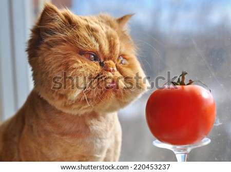 Funny cat and red tomato Royalty-Free Stock Photo #220453237