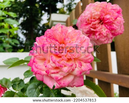 Beautiful sweet pink with orange and red roses are blooming and bright in the rose garden among the green leaves on a rainy day