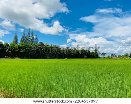 Rice plants are growing up in the organic rice field, now Thai people more prefer to grow organic rice by themselves for cooking  for family and sell because of it safe of chemicals and high benefits.