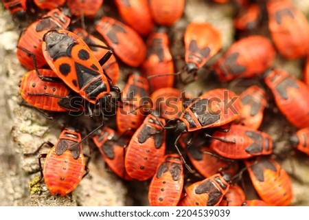 Pyrrhocoris apterus, group of red beetles, bedbugs