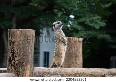 Meerkat standing on a log