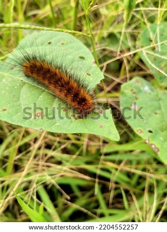 a small brown hairy caterpillar sitting on a green grass leaf taken close up in the afternoon around a rice field