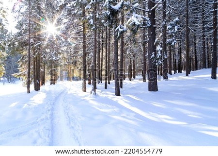 Beautiful winter landscape with pathway and northern sun in coniferous forest Royalty-Free Stock Photo #2204554779