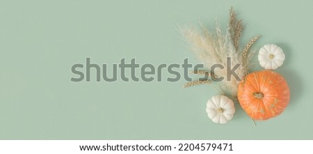 Autumn composition. Green desk with pumpkins and dried pampas grass. Flat lay, top view, copy space. Nordic, hygge, cozy home concept. Thanksgiving fall decoration. Halloween Modern Invitation Mock up