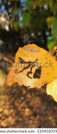 Birch branch with yellow-brown leaves in autumn.
