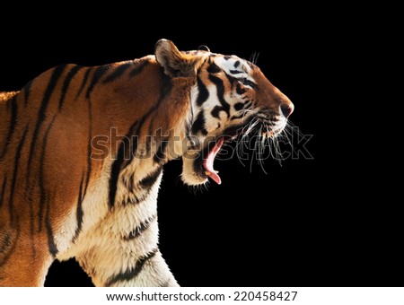 Wild tiger roaring. Isolated on black background, perfect for easy cut out.