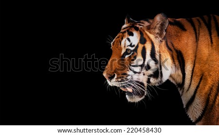 Wild tiger looking and ready to hunt, side profile view. Isolated on black background