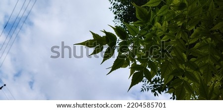 The picture of tiny green leaves with blue sky in background covered by clouds