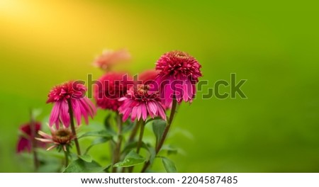 Echinacea (Echinacea purpurea) in the sunshine in the garden