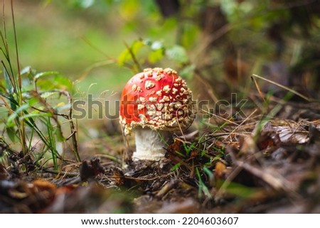 One of the most poisonous mushrooms - fly agaric growing on mountain meadow