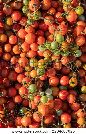 vertical background in the form of ripe cherry tomatoes. High quality photo