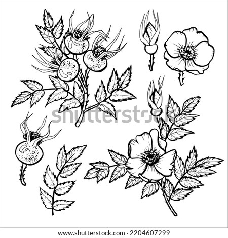 Outline of a rosehip branch with fruits and flowers for decoration, cards, textiles, parties, holidays, interiors