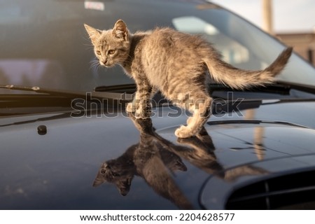 Kitten on the hood of a car. Street cat warms on the hood of the car. Cat sleeping on a car hood