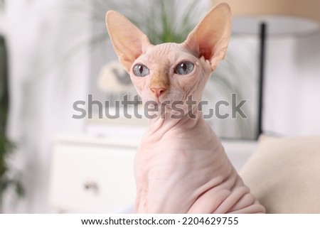Cute Sphynx cat at home, space for text. Lovely pet Royalty-Free Stock Photo #2204629755