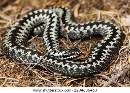 Common European adder or common european viper (Vipera berus) male basking closeup. Royalty-Free Stock Photo #2204636463