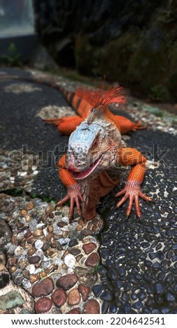 Red Iguanas bask in order to make their skin color more attractive and beautiful.