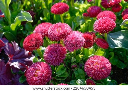 Bellis perennis 'Roggli Rot' is a hybrid with double red flowers Royalty-Free Stock Photo #2204650453
