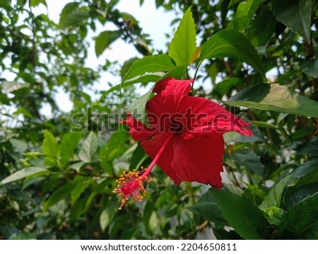 Hibiscus is a shrub of the Malvaceae tribe originating from East Asia and widely grown as an ornamental plant in the tropics and subtropics.