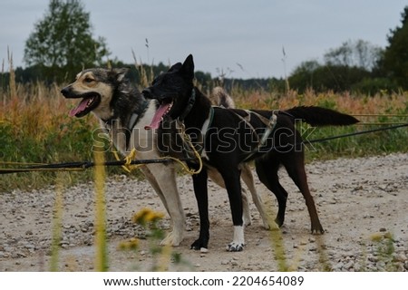 Happy team of dogs standing on rural road and resting. Sled dog competitions in autumn cloudy weather. Two dogs black and red strong and hardy in harnesses together.
