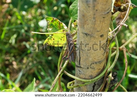 Brown grasshopper sitting on tree branch. Macro insect on a green background. Nature photography