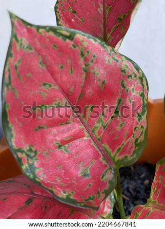 A closeup of the leaf of Caladium bicolor or known as Elephant ear, one of plants that is used for home decor. It is pet poisonous