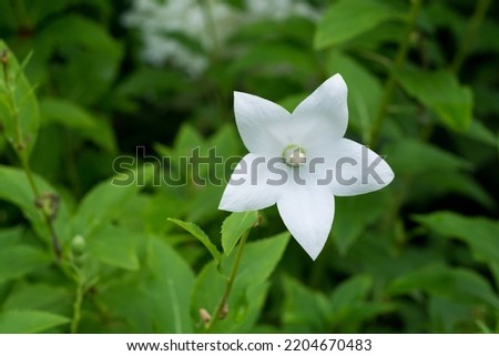 White bellflower in full bloom

