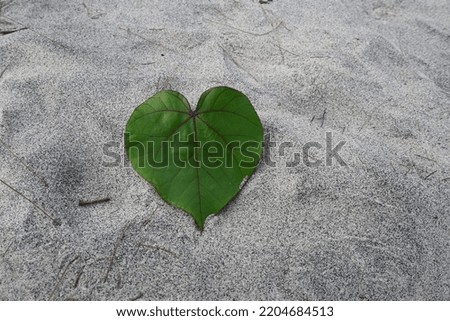heart-shaped leaves on a beach sand background.
