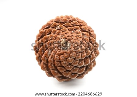 biological example of fibonacci spirals seen at a pine cone isolated on white background. Royalty-Free Stock Photo #2204686629