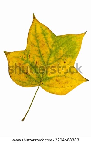 Leaf of tulip tree isolated on a white background.