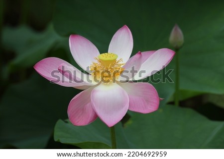 Lotus flower in a pool 