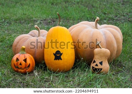 group of pumpkins in field. Pumpkins are decorated for Halloween celebration. Autumn harvest of ripe gourds.