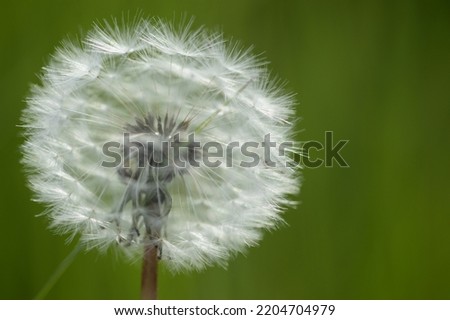 Closeup Taraxacum officinale known as dandelion in blowball stage with blurred backgroung in summer time