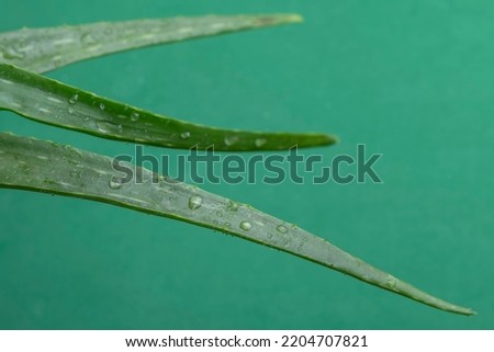 Raindrops on the leaves of an aloe vera plant against a green background