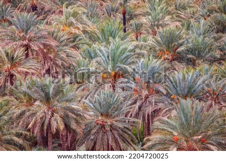 Aerial view of palm tree forest, Morocco