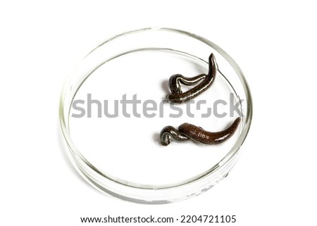 Medical leeches on white background closeup. Hirudo therapy concept Royalty-Free Stock Photo #2204721105