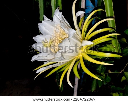fresh green and white flower bloming dragon fruit hanging on branch growing on night . tropical sweet fruit in thailand garden. 
