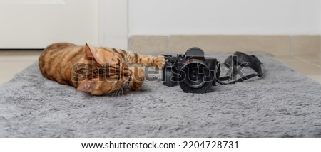Bengal cat lies next to the camera on the carpet in the room.