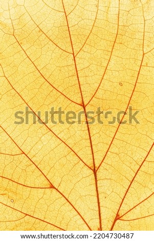Macro photo of autumn yellow elm leaf natural texture as organic background. Fall colored yellow leaves texture close up with veins, autumnal foliage, beauty of nature. Botanical design wallpaper