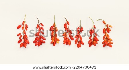 Set Barberry branches with red berry on beige background, top view. Ripe fresh sour-tasting berries, healthy seasoning for food. Barberry natural food, aesthetic minimal style photo, medicinal plants